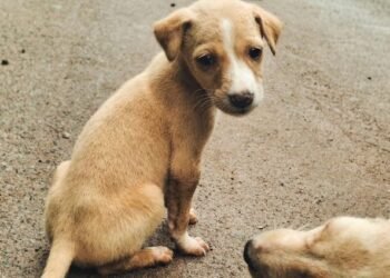 Bike rider dies after crashing into wall while fleeing stray dogs in Belagavi