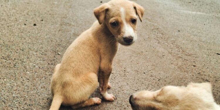 Bike rider dies after crashing into wall while fleeing stray dogs in Belagavi