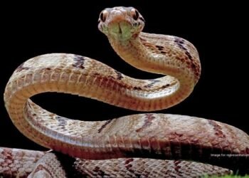 Woman seriously injured after car hits two-wheeler in Belagavi