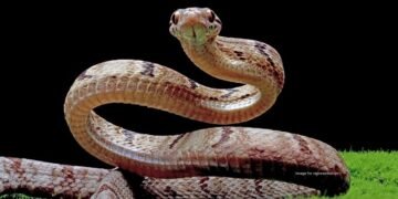 Woman seriously injured after car hits two-wheeler in Belagavi