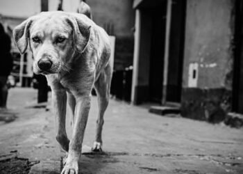 Belagavi City Corporation appoints ward-wise nodal officers to address the stray dog issue