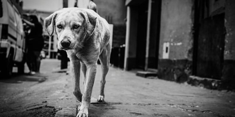 Belagavi City Corporation appoints ward-wise nodal officers to address the stray dog issue