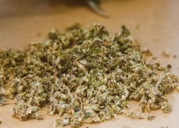 Belagavi Police Seize 202.75 kg of Cannabis Hidden in Red Gram Crop