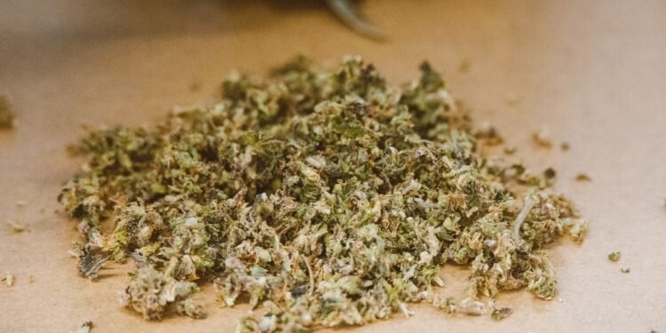 Belagavi Police Seize 202.75 kg of Cannabis Hidden in Red Gram Crop