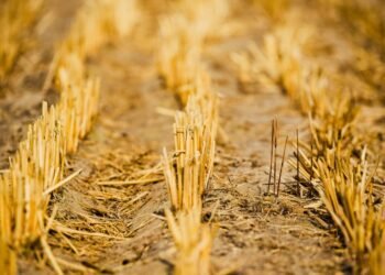 Crop damage in Belagavi district reaches 5.30 lakh hectares due to monsoon failure