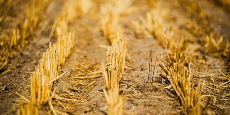 Crop damage in Belagavi district reaches 5.30 lakh hectares due to monsoon failure